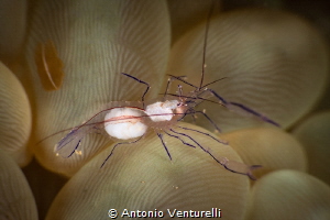 Bubble coral shrimp_February 2025
(Canon EF100,1/200,f22... by Antonio Venturelli 